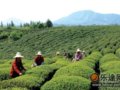羽裳茶影：茶与中国道教之缘