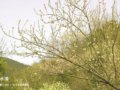 春游植物园 俊俏的绽放
