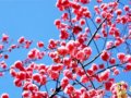 组图：三月昆明 樱花迷人眼