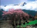 藏东南，桃花盛开的地方