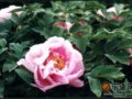 花开富贵 洛阳赏牡丹六日