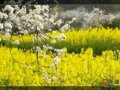春游川南流米寺 李花灿烂若层云