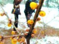 香山公园 探春赏梅趁当下