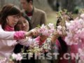 北京玉渊潭公园樱花爽约 游客扫兴而归