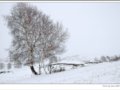 春行坝上之雪韵，另样的淡雅风情