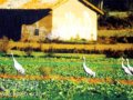 滇东北：高原斑斓野鹤声远