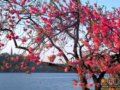 组图：春色杭州，西湖“花世界”