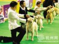 国际全犬种大赛在杭揭幕