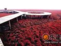 红海滩 辽东半岛的本能诱惑(图)