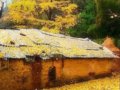 桂林，杏林遍地灿烂