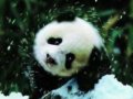 成都大熊猫繁殖基地