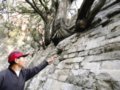 明十三陵遇保护难题 古树穿墙与古建“争宠”