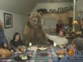 美国：大灰熊与人同桌共享感恩节大餐