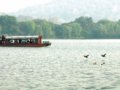 西湖要建水鸟保护区