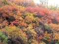 组图：蟒山红叶图片欣赏
