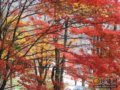 日本：秋风飒爽 红叶起舞