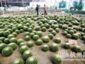 石桥路“花卉世界”专业化种植，规模化经营
