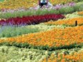 2006泰国世界园艺博览会开幕