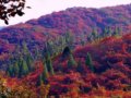 北京香山红叶节开幕 红叶林长势比往年好