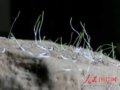 东汉古墓种子历经2千年又发芽(组图)