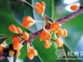 这桂花才算真开了