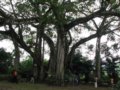 行游瑞丽倾情东方珠宝城欢歌南拔河民族村