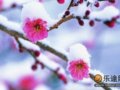 往南 且为梅花醉一场(图)