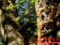秦岭：最有灵性的中国山脉(组图)