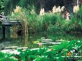芦花开 秋天来