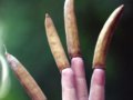 一批稀奇古怪种子运到植物园