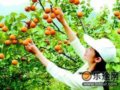 瓜果飘香 北京采摘正当时(图)