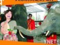 曼谷：大象满街走的地方