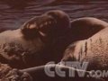 科学家：“湖怪”传闻不可信
