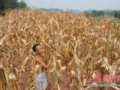 中央气象台高温警报 川渝最高气温42℃