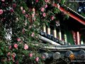 哪里最有情调？驴友推荐的一批丽江旅店
