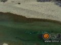 青海湖惊现水怪真面目(组图)