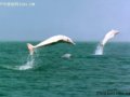 广西三娘湾休闲自助游攻略：与海洋精灵一起畅游海湾