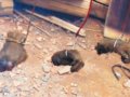 驴友在景宁村民家中发现三只烤猴掌 愚昧村民直喊冤