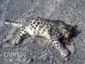 新疆驴友在托克逊戈壁滩上发现雪豹尸体[图]