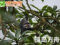 探访非洲与世隔绝岛屿：暗藏珍稀鬼狒(图)