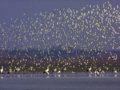 鄱阳湖 最壮观的候鸟“合唱”
