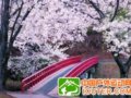 初春懒洋洋 东瀛三月樱吹雪