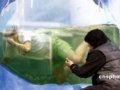北京海选北极探险者挑战冰水中憋气