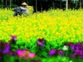 皖南早春 妖艳油菜花田新赏