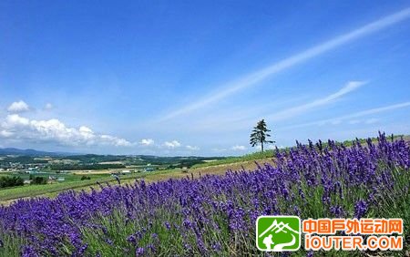 夏季的北海道，由淡粉突然就幻化出浓紫