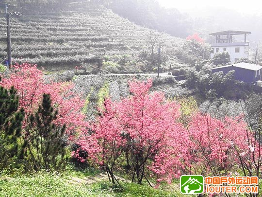 文山农场“花”样多 都市里的桃花源 