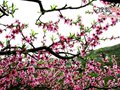 龙泉山看桃花 春天里最盛大的“艳遇”