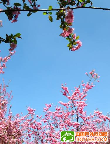 圆通山樱花