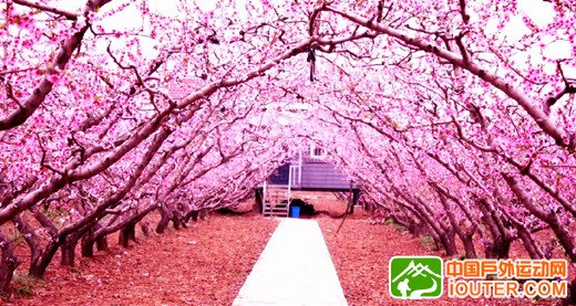 映月潭桃花