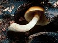 户外常识 美丽的诱惑：自然界七种致命毒蘑菇(图)